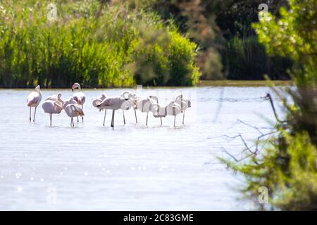 Close up of a flock of pink flamingos standing on one leg on shallow water in a pond surrounded by bushes and vegetation in the early morning light Stock Photo