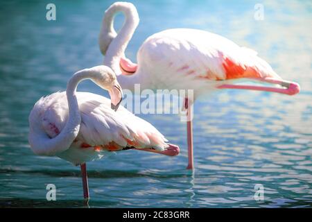 Close up of two pink flamingos standing on one leg and cleaning their feathers on shallow water in the early morning light Stock Photo