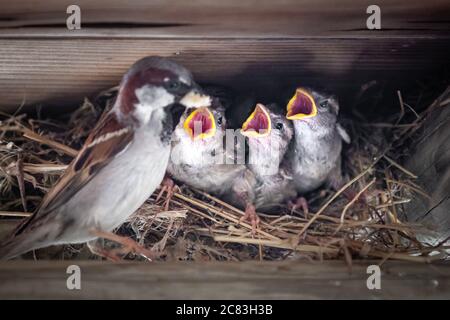Close up of a sparrow feeding its three chicks in a straw nest Stock Photo