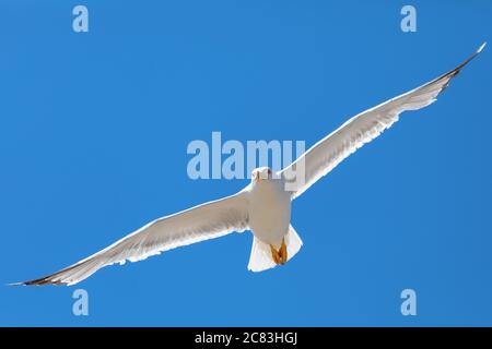 Close up of a white seagull flying with spread wings, against a blue summer sky Stock Photo