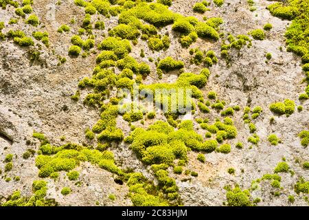 Green moss on the rock Stock Photo