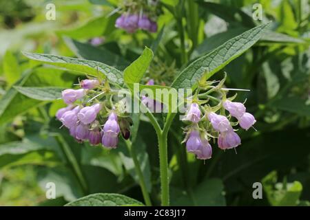 Symphytum officinale, Common Comfrey. Wild plant shot in summer. Stock Photo