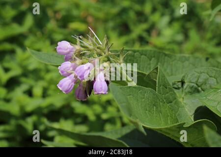 Symphytum officinale, Common Comfrey. Wild plant shot in summer. Stock Photo