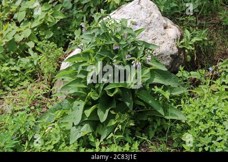 Symphytum officinale, Common Comfrey. Wild plant shot in summer. Stock Photo