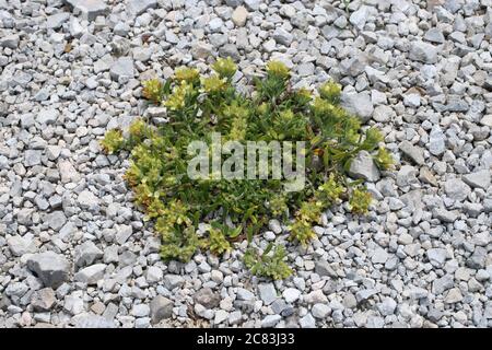 Teucrium montanum, Mountain Germander. Wild plant shot in summer. Stock Photo