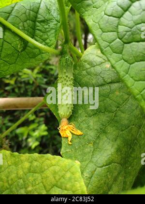 little cucumber with yellow flower show its details hang on the green vine in the garden Stock Photo