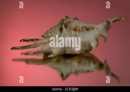 small seasnail shell, broken by the sea Stock Photo