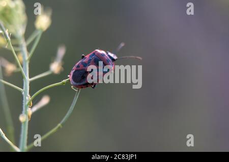 A macro shot of a red beetle seen in June Stock Photo