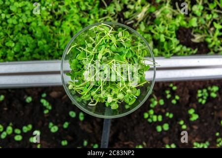 micro greens or sprouts of raw live sprouting vegetables sprout from organic plant seeds. growing plants at home, diet, healthy food Stock Photo
