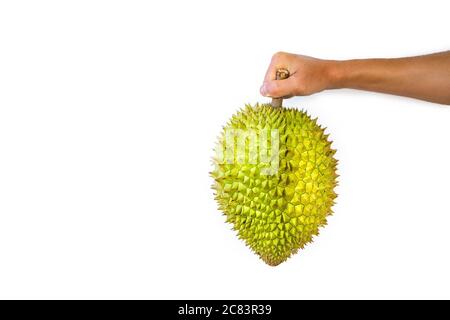 Man's hand holding ripe, sweet, fresh durian fruit isolated on white background. Stock Photo