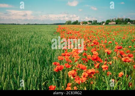 Agricultural landscape. Blooming poppies (Papaver) field and green wheat field on a sunny day Stock Photo