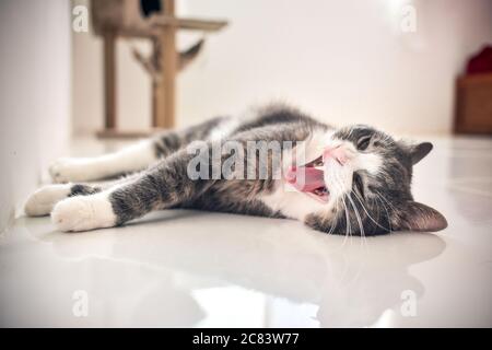 Beautiful striped kitten lying on the floor and yawning Stock Photo