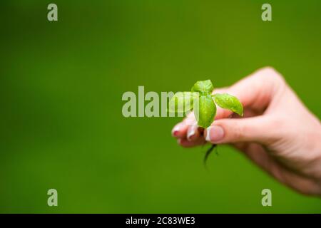 Woman is holding basil sprout in a hand. Stock Photo