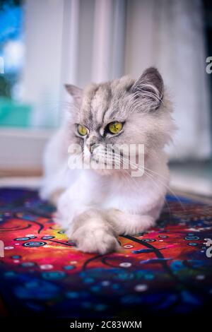 Cute persian chinchilla cat with big green eyes is lying on the carpet Stock Photo