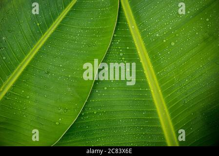 Banana leaves with raindrops on them background. Stock Photo