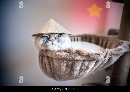Funny kitten in small Vietnamese hat lying on the cat house