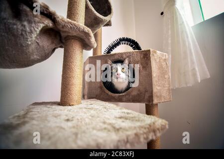 Striped cat with green playful eyes sitting on cat scratcher Stock Photo
