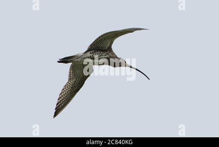 A curlew flying over fields, Chipping, Preston, Lancashire, UK Stock Photo