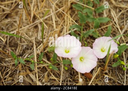 Three small pink flowers grow in the garden. Stock Photo