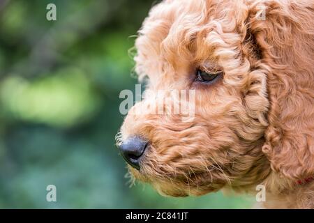 miniature poodle exercise
