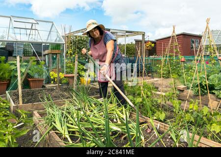 Thelma Cagle, on plot 54, Eglinton growers allotments, kilwinning, Ayrshire, Scotland, hoeing the vegetable beds. Stock Photo