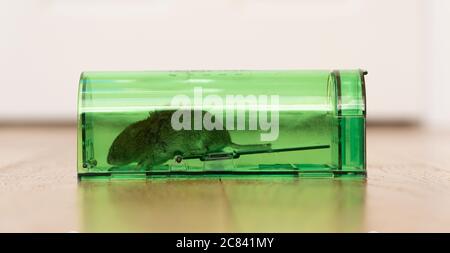 A live mouse caught in a humane mouse trap Stock Photo