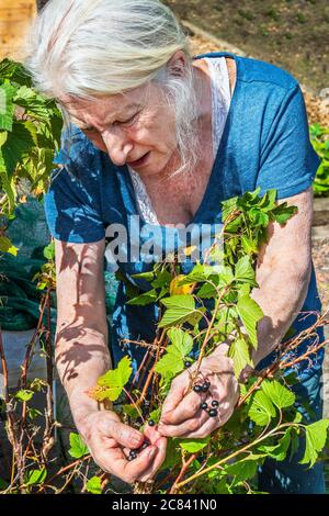 Lesley Hetherington picking blueberries on her allotment plot, Eglinton Growers, Kilwinning, Ayrshire, Scotland, UK Stock Photo