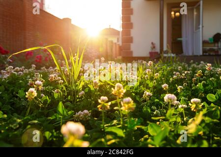 Scenic close-up macro white clover grass lawn meadow on home yard against backlit bright warm sunset evening light on background. House backyard Stock Photo