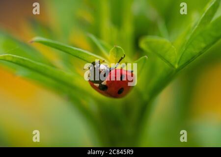 Close-up of a ladybug on green leaves Stock Photo