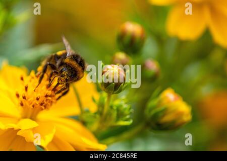 Close-up of a bumblebee on orange flower Stock Photo
