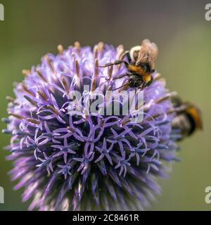 Close-up of a bumblebee on violet flower Stock Photo