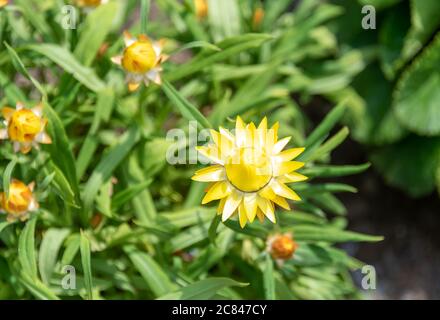 Xerochrysum bracteatum, commonly known as the golden everlasting or strawflower, is a flowering plant in the family Asteraceae native to Australia. Su Stock Photo