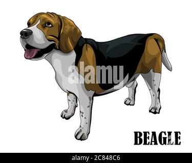 Vector illustration of the beagle dog is looking above. Like it is hungry and waiting for food. Stock Vector