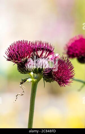 The flowers of a Cirsium rivulare Atropurpureum emerging from the buds. Stock Photo