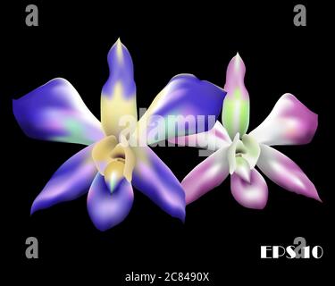Vector illustration of two beautiful multicolored orchids on a black background. Stock Vector
