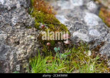 Shamrock and mushroom growing on a rock on a blurry background. Stock Photo