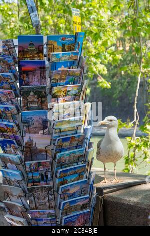 Seagull is choosing from Holiday postcards in Rome, Italy. Stock Photo