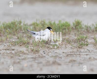 The female of the least tern about her nest with eggs, Galveston, Texas Stock Photo