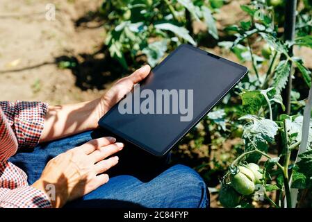 Agronomist using digital tablet for analysis of tomatoes plantation. Agriculture innovative technology concept Stock Photo