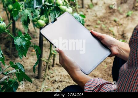 Farmer inspecting tomatoes and using tablet computer for analysis. Agriculture innovative technology concept Stock Photo