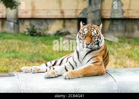 The Siberian tiger is a Panthera tigris tigris population in the Russian Far East and Northeast China, and possibly North Korea. Stock Photo