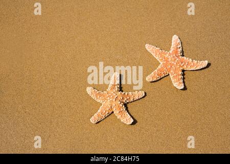 Two starfishes on the beach Stock Photo