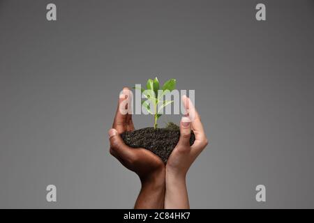 Human hands holding a fresh green plant, symbol of growing business, environmental conservation and bank savings. Planet in your hands. Ecology problems made of humanity, green living, new beginnings. Stock Photo