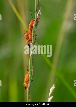 A Pair of Red Soldier beetles (Rhagonycha fulva) mating with an onlooker, Warwickshire Stock Photo
