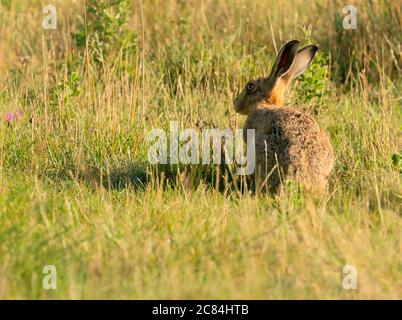 A Brown Hare (Lepus Europaeus) sitting in the early morning sun, Oxfordshire Stock Photo