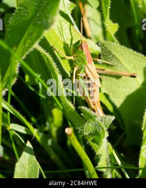 A Meadow grasshopper (Chorthippus parallelus), Warwickshire Stock Photo