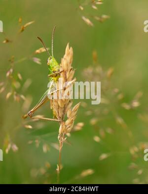 A Meadow grasshopper (Chorthippus parallelus), Warwickshire Stock Photo