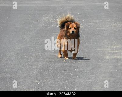 Brown mixed-breed dog in the street during daytime Stock Photo