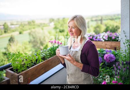 Senior woman with coffee gardening on balcony in summer. Stock Photo