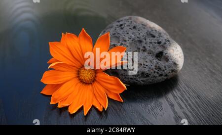 zen- orange gazania flower and lava stone on black wooden background Stock Photo